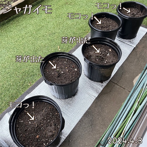 f:id:morinobanana:20240418163344j:image