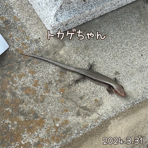 f:id:morinobanana:20240418163645j:image