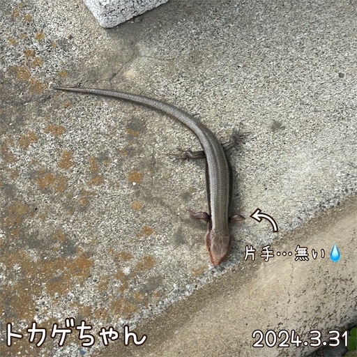 f:id:morinobanana:20240418163841j:image