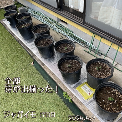 f:id:morinobanana:20240418171620j:image