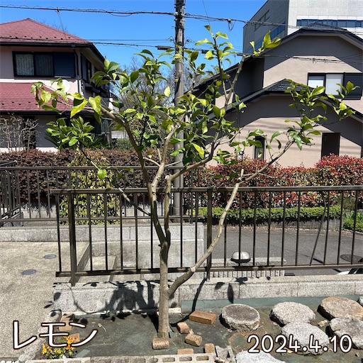 f:id:morinobanana:20240418171928j:image