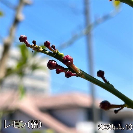 f:id:morinobanana:20240418171931j:image