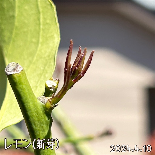 f:id:morinobanana:20240418171934j:image