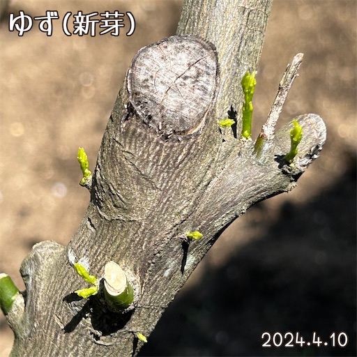 f:id:morinobanana:20240418172023j:image