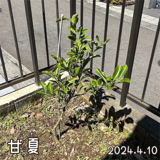 f:id:morinobanana:20240418172055j:image