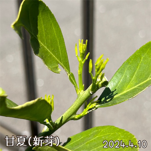 f:id:morinobanana:20240418172059j:image