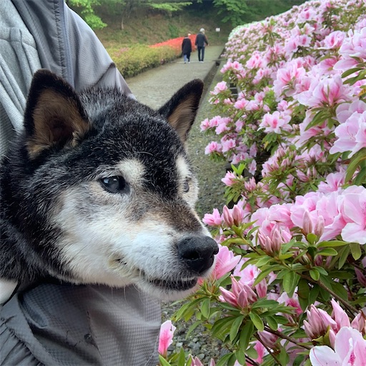 f:id:morinobanana:20250421160023j:image f:id:morinobanana:20250421160023j:image