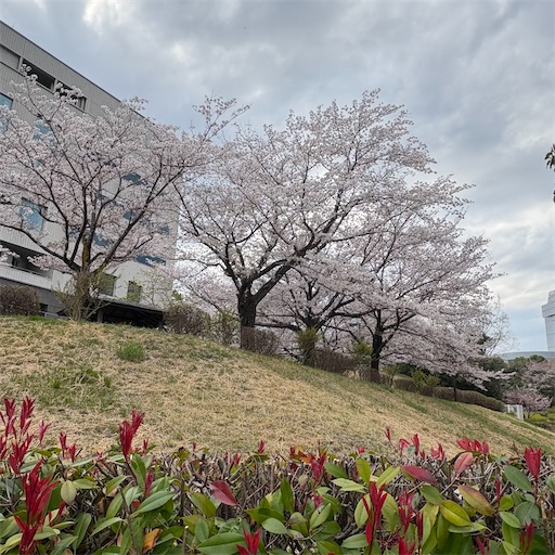 f:id:morinobanana:20250421161551j:image f:id:morinobanana:20250421161551j:image