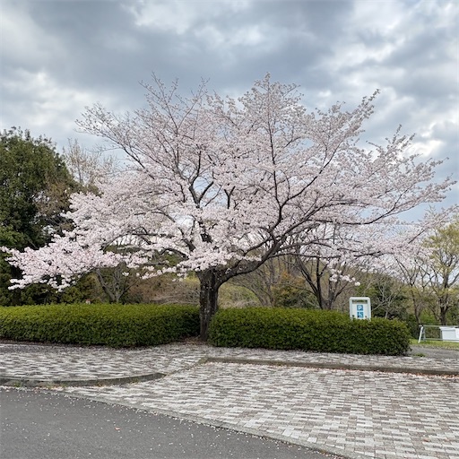 f:id:morinobanana:20250421161555j:image f:id:morinobanana:20250421161555j:image