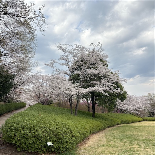 f:id:morinobanana:20250421161647j:image f:id:morinobanana:20250421161647j:image