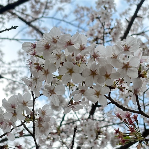 f:id:morinobanana:20250421162507j:image f:id:morinobanana:20250421162507j:image