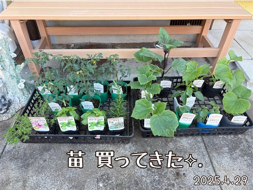 f:id:morinobanana:20250606075822j:image