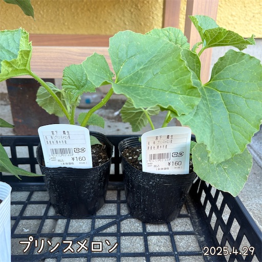 f:id:morinobanana:20250609144426j:image