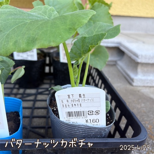 f:id:morinobanana:20250609144433j:image