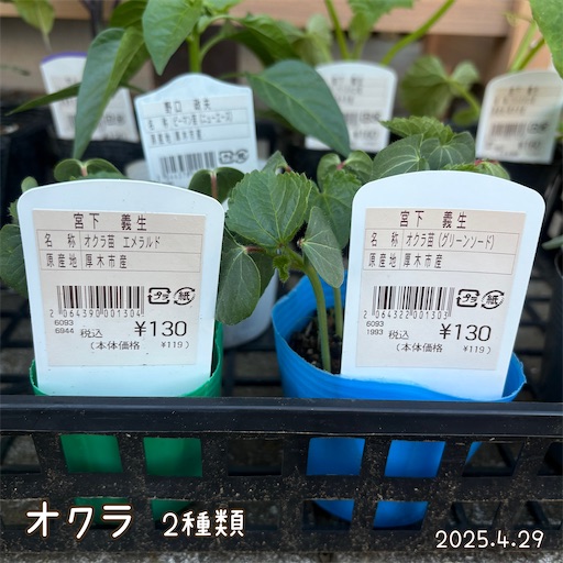 f:id:morinobanana:20250609144436j:image