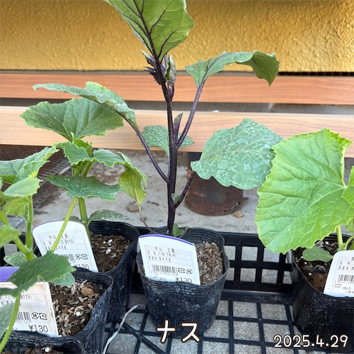f:id:morinobanana:20250609144439j:image