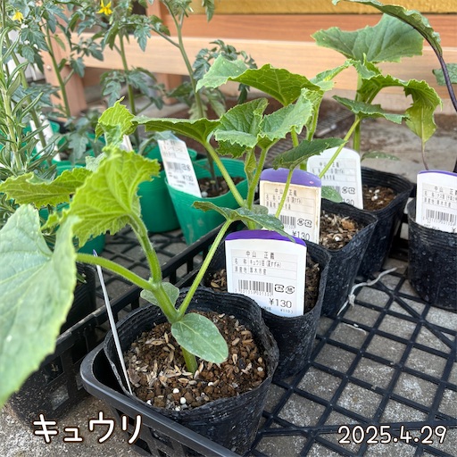 f:id:morinobanana:20250609144447j:image