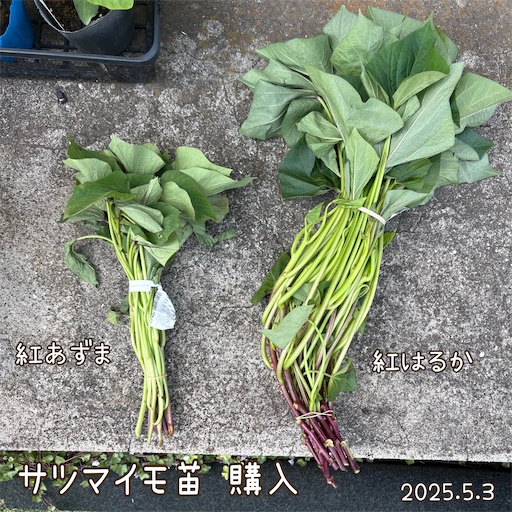 f:id:morinobanana:20250614162106j:image