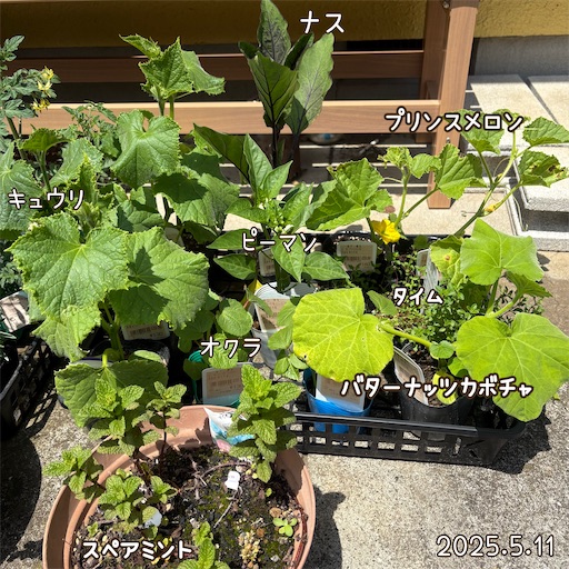 f:id:morinobanana:20250618054127j:image