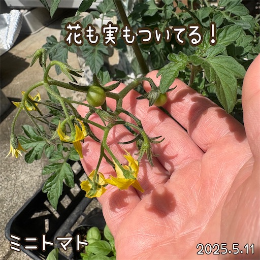 f:id:morinobanana:20250618054324j:image f:id:morinobanana:20250618054324j:image
