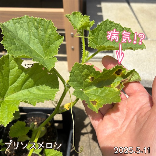 f:id:morinobanana:20250618054543j:image