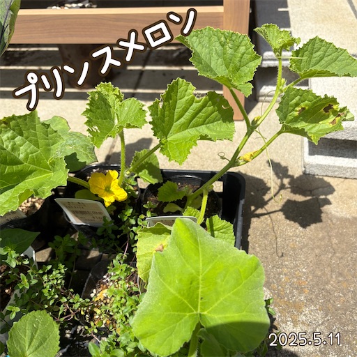 f:id:morinobanana:20250618054644j:image
