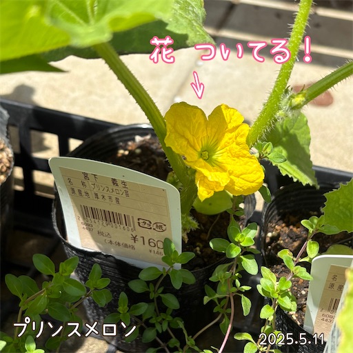 f:id:morinobanana:20250618054734j:image