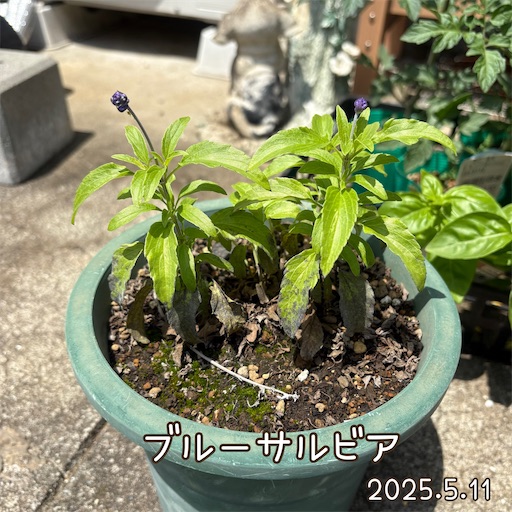 f:id:morinobanana:20250618055205j:image