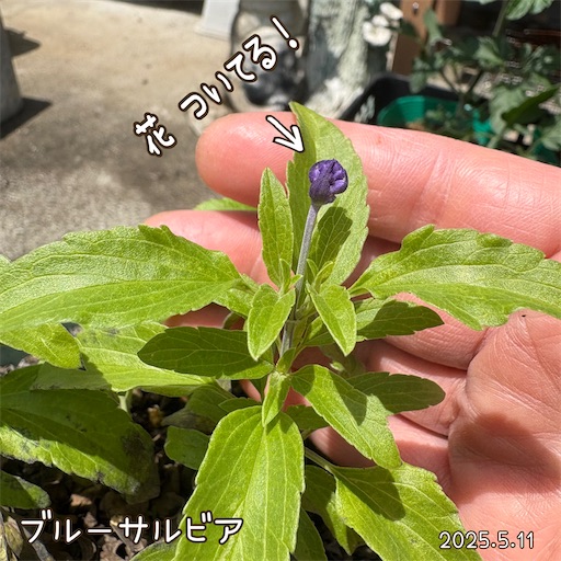 f:id:morinobanana:20250618055210j:image