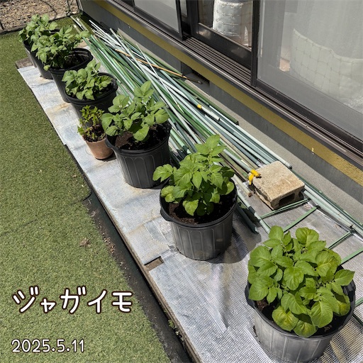 f:id:morinobanana:20250618055505j:image