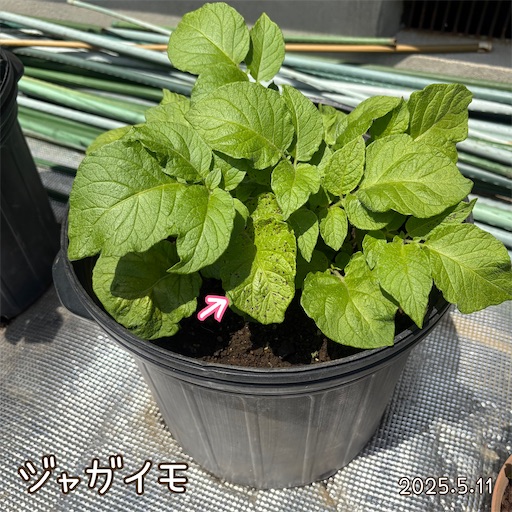 f:id:morinobanana:20250618055522j:image f:id:morinobanana:20250618055522j:image