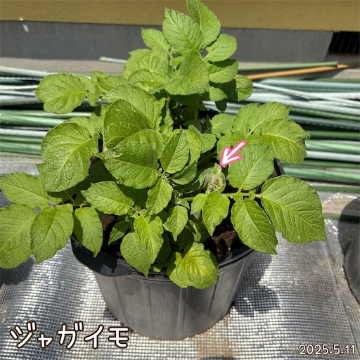 f:id:morinobanana:20250618055524j:image f:id:morinobanana:20250618055524j:image