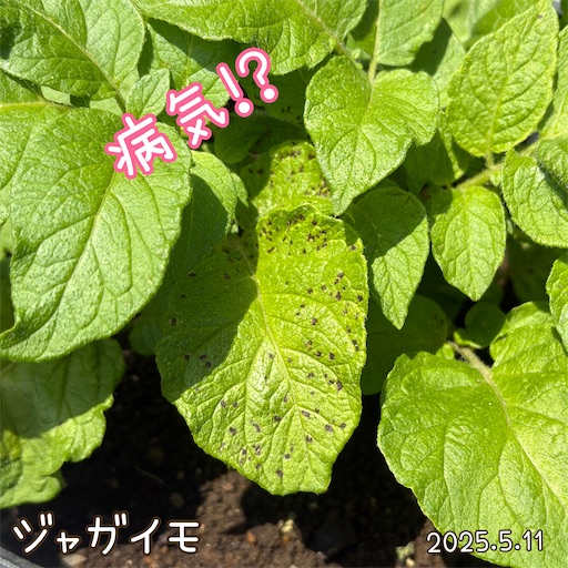 f:id:morinobanana:20250618055549j:image f:id:morinobanana:20250618055549j:image