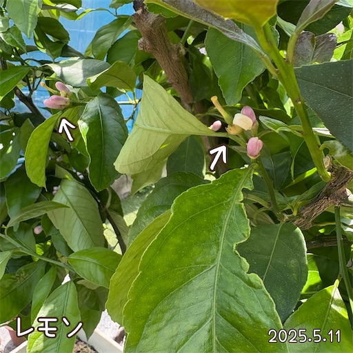 f:id:morinobanana:20250618060232j:image f:id:morinobanana:20250618060232j:image