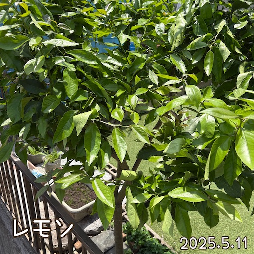 f:id:morinobanana:20250618060235j:image f:id:morinobanana:20250618060235j:image