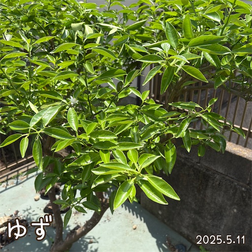 f:id:morinobanana:20250618060300j:image f:id:morinobanana:20250618060300j:image