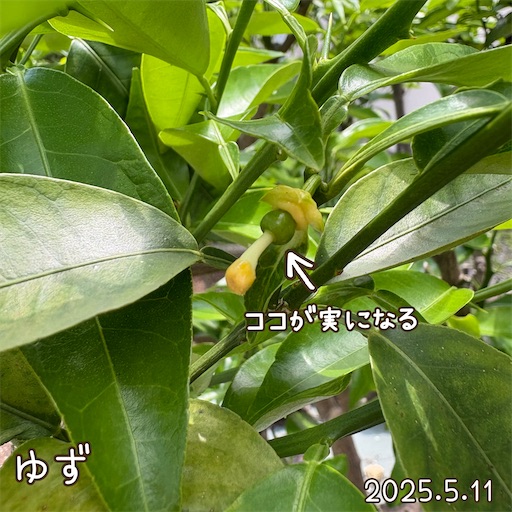 f:id:morinobanana:20250618060303j:image f:id:morinobanana:20250618060303j:image