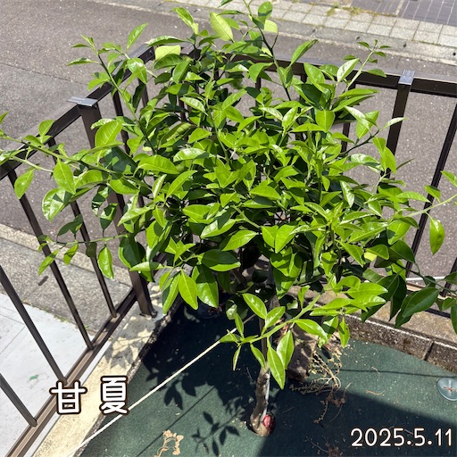 f:id:morinobanana:20250618060325j:image