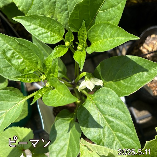 f:id:morinobanana:20250618060750j:image