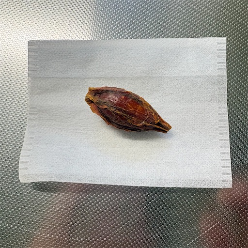 f:id:morinobanana:20260104184547j:image