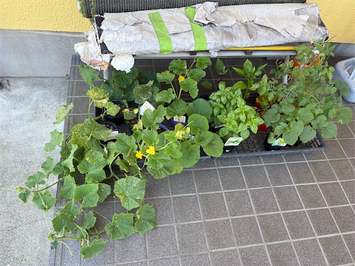 f:id:morinobanana:20260626150233j:image f:id:morinobanana:20260626150233j:image