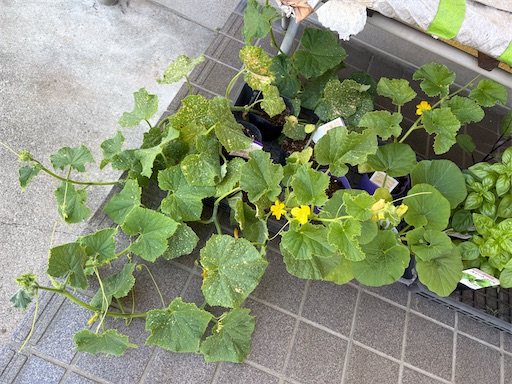 f:id:morinobanana:20260626163650j:image f:id:morinobanana:20260626163650j:image