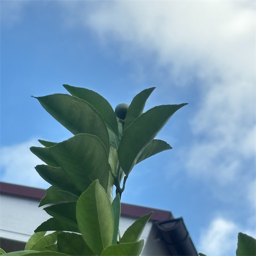 f:id:morinobanana:20260706225249j:image f:id:morinobanana:20260706225249j:image