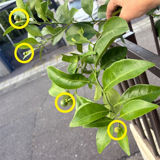 f:id:morinobanana:20260707135837j:image f:id:morinobanana:20260707135837j:image