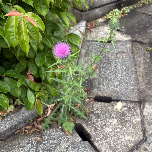 f:id:morinobanana:20260708154954j:image f:id:morinobanana:20260708154954j:image