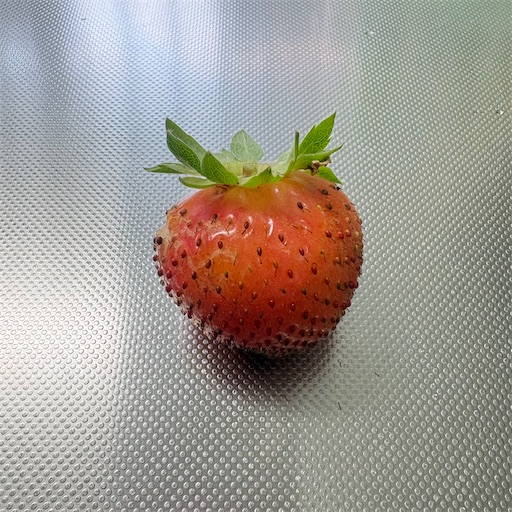 f:id:morinobanana:20260712225000j:image f:id:morinobanana:20260712225000j:image