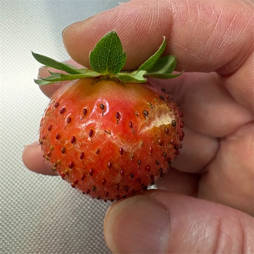 f:id:morinobanana:20260712225003j:image f:id:morinobanana:20260712225003j:image