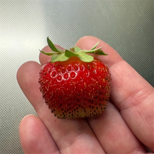 f:id:morinobanana:20260725161318j:image