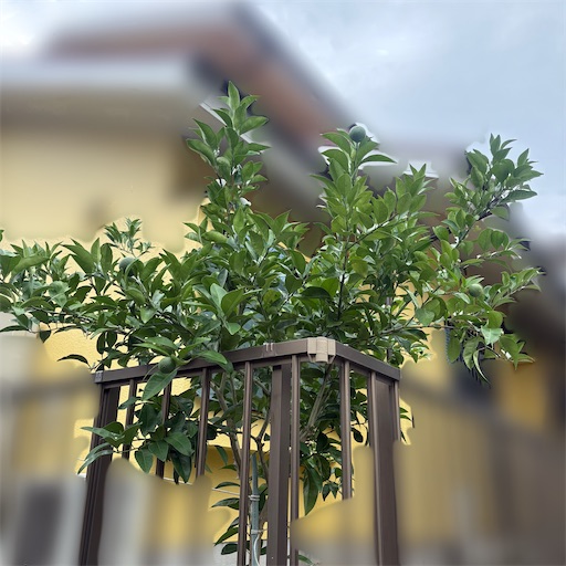f:id:morinobanana:20260803174017j:image