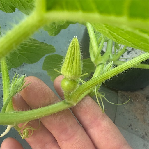 f:id:morinobanana:20260830213407j:image